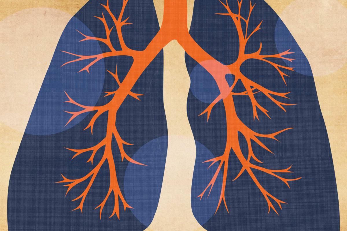 illustration of human lungs