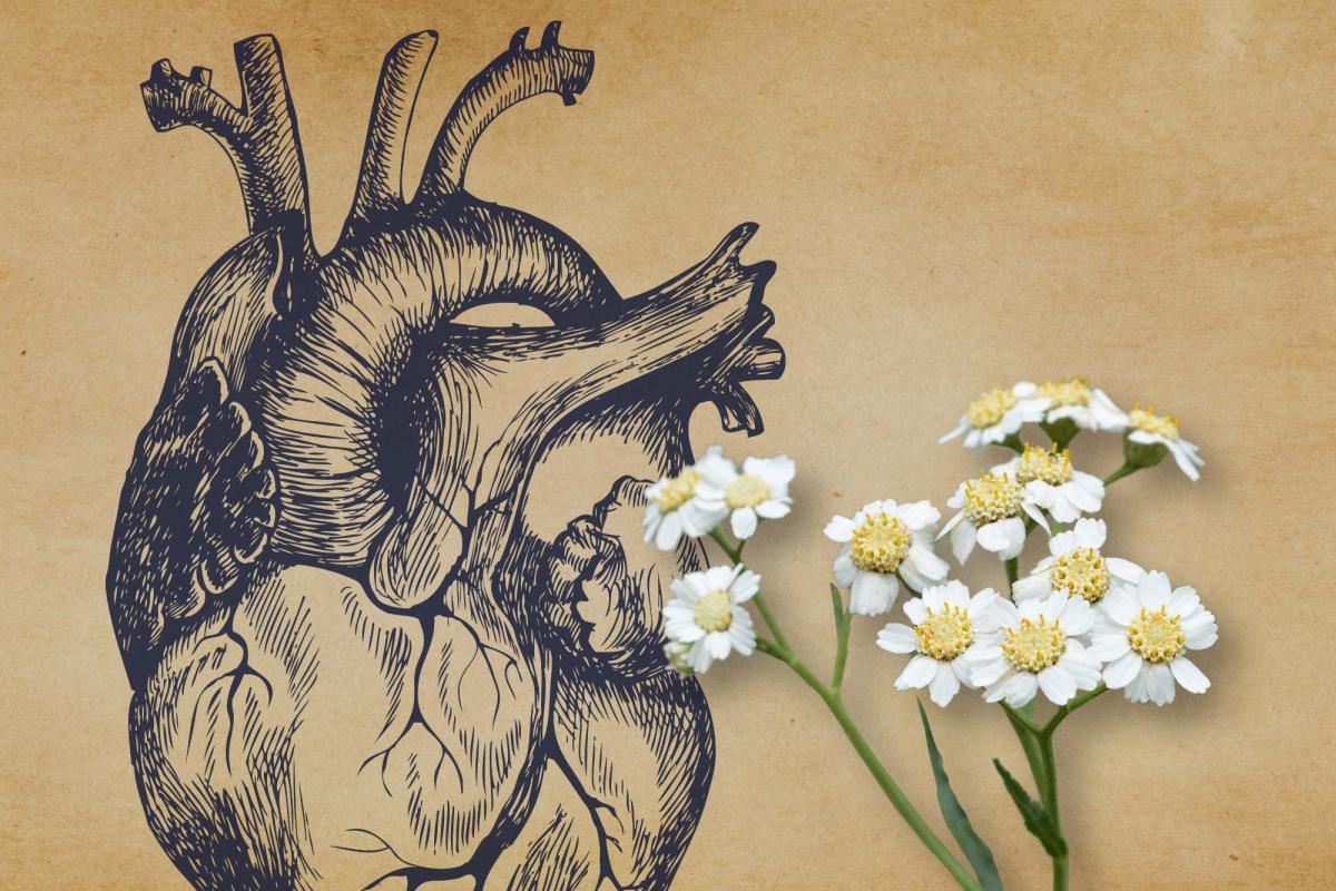 illustration of the heart