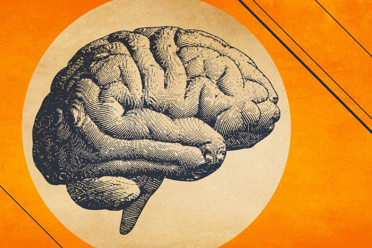 Illustration of brain by Alexandra Angelich, University Communications