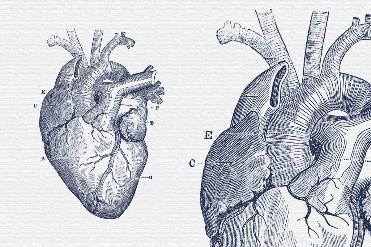 illustration of the heart 