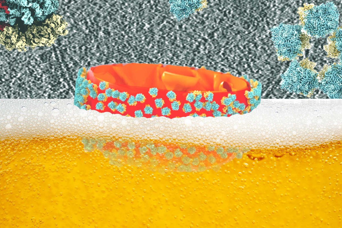 illustration of beer yeast close up