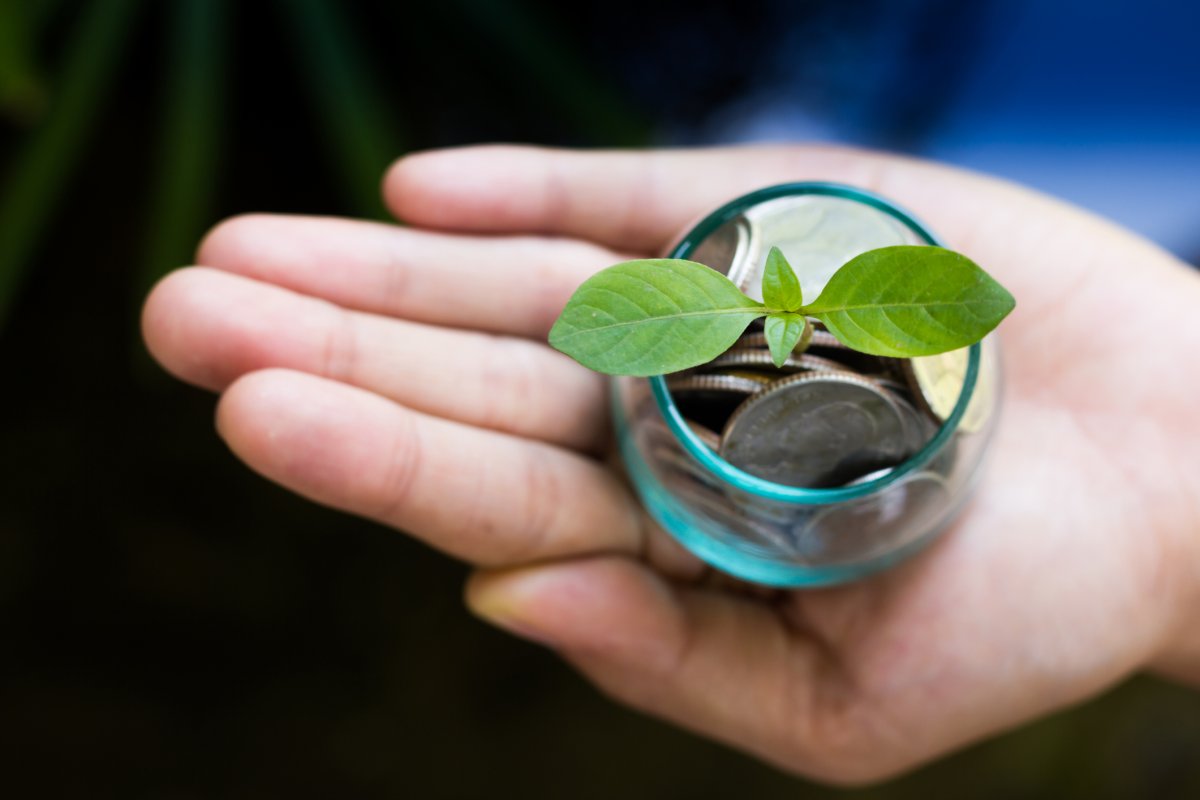 image of a hand holding a potted plant